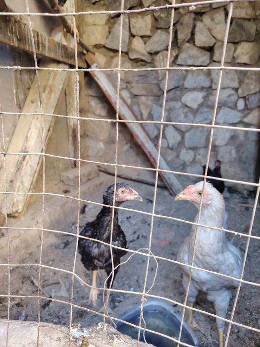 Товук, хуроз ва 4-5 ойлик жужалар сотилади.