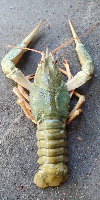 Свежие,живые раки