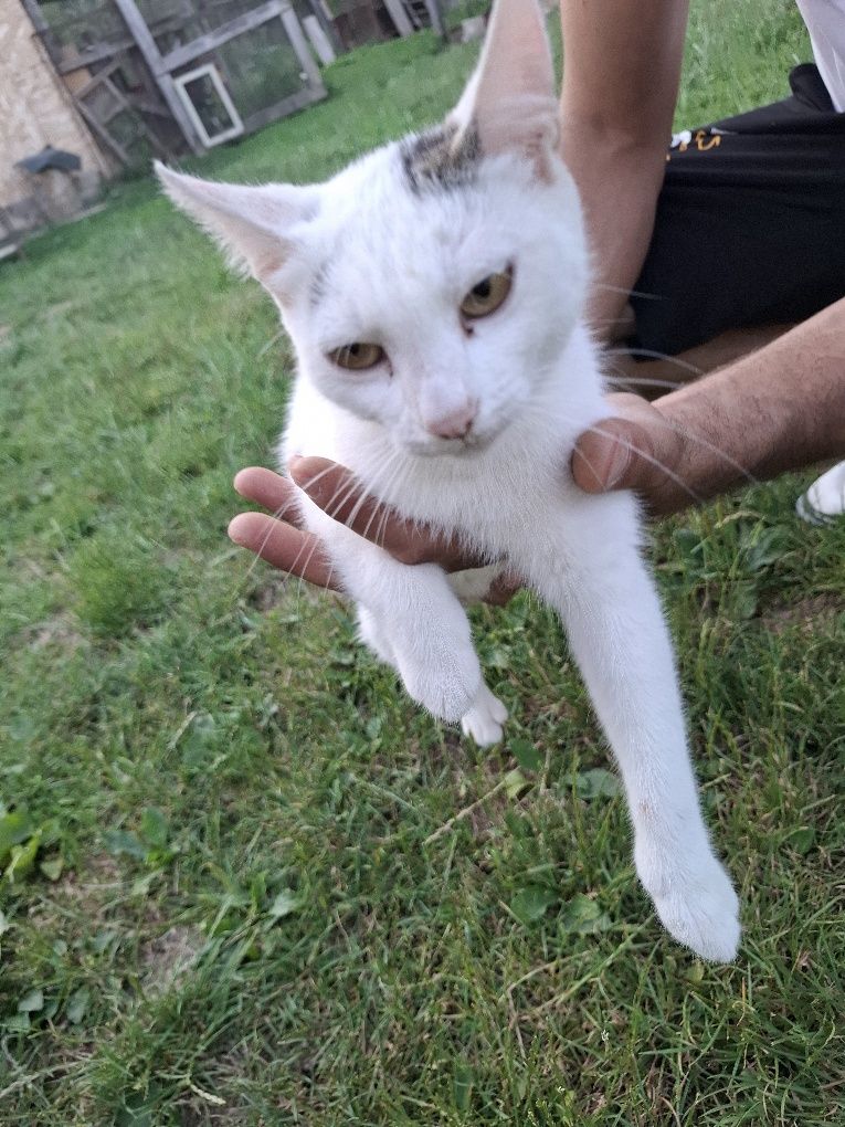 Donez mama- pisica cu pisoi.