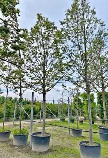 Verde proaspăt pentru curtea și grădina ta