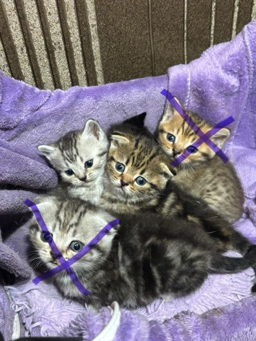Продам породистых котят
