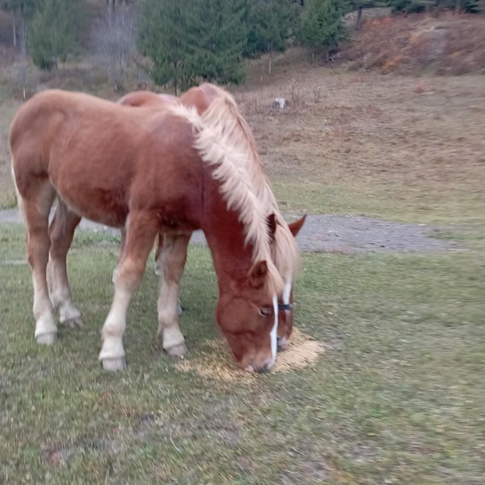 Manz semigreu romanesc