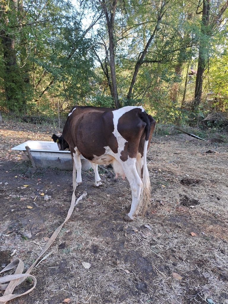 Vand vaca Holstein