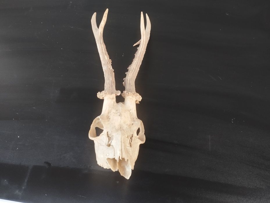 Трофей от сръндак