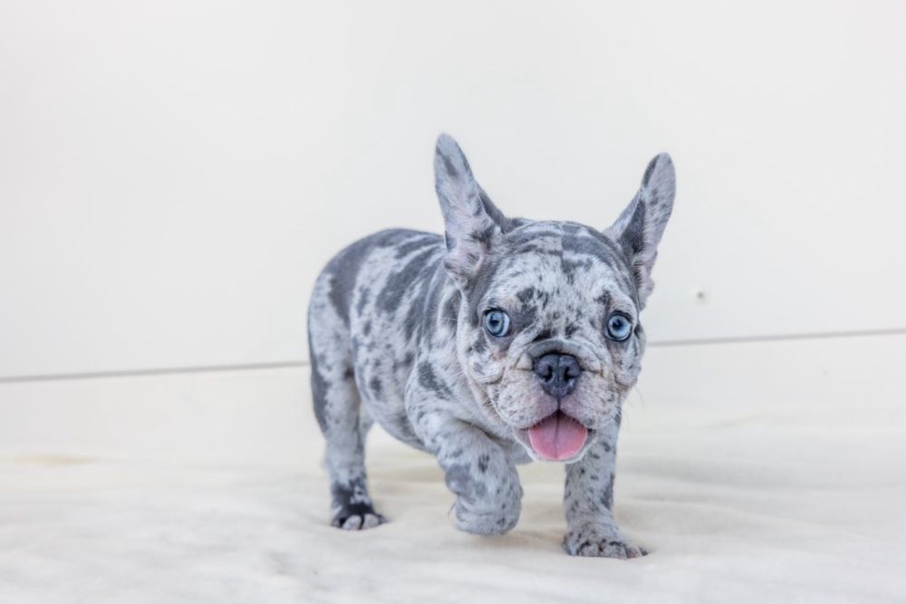 Bulldog Francez Luxurious Frenchie House