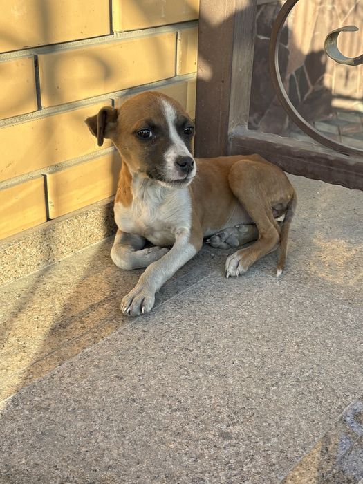 Отдадим в хорошие руки щенка