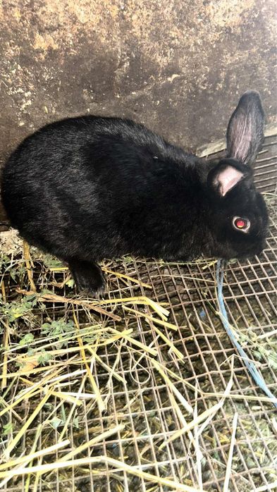 Vand o pereche de iepuri