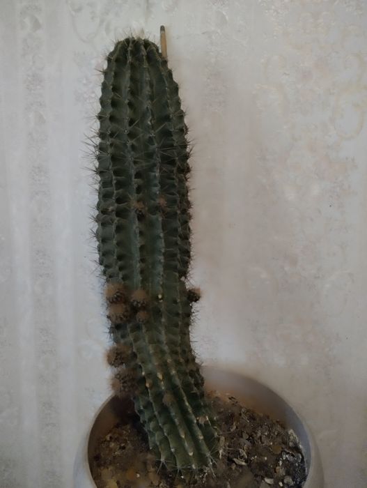 Большой кактус .  40 см .