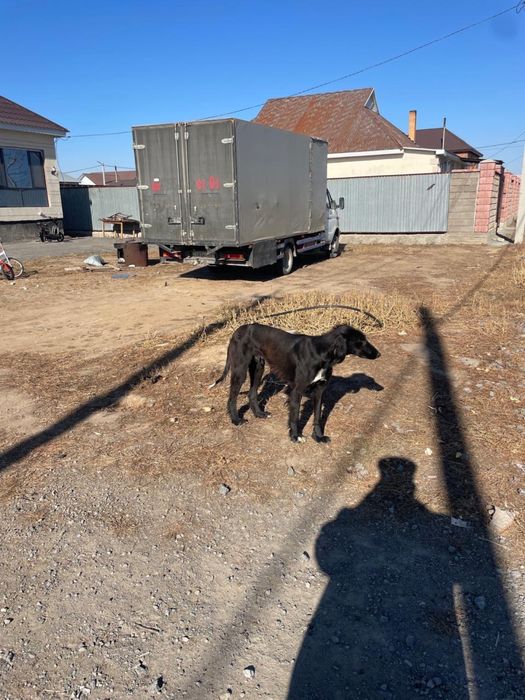 Чистокровный ТАЗЫ! Арлан тазы! ВАРИАНТЫ!