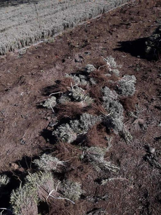 Разсад лавандула .