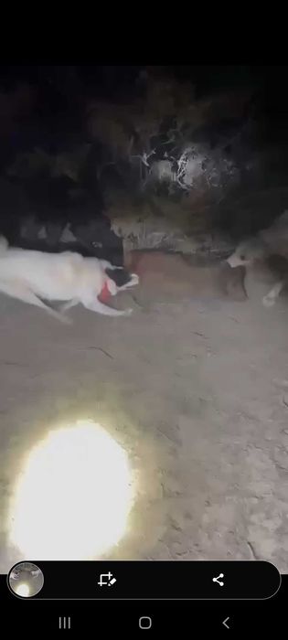 Лайка пол сука 2года рабочи