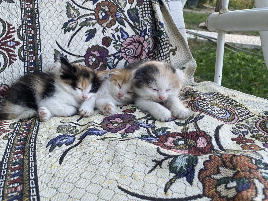 Котянки, отдам бесплатно.  Писать в телеграмм!!