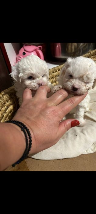 Cadoul de moș pentru oricine