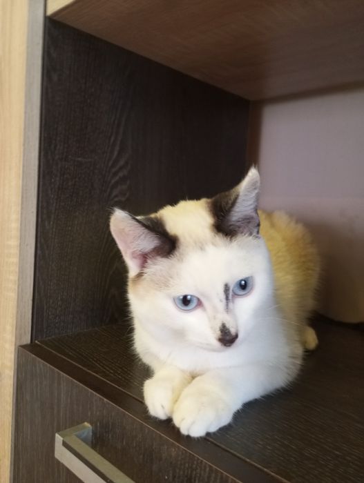 Котенок мальчик 5 месяцев. Кастрированный.