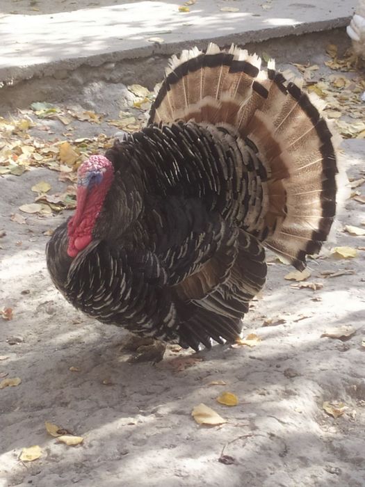 Продается индюк самец