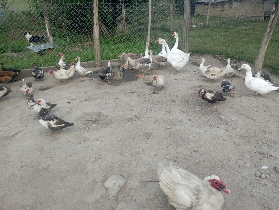 Gâște și rate leșești de casa