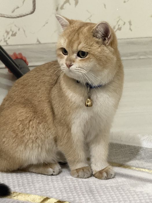 Вязка британский скотш страйт