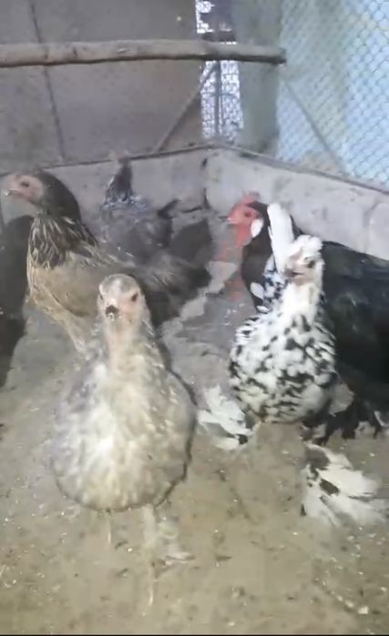 Курицы японские карликовые и 1 петух