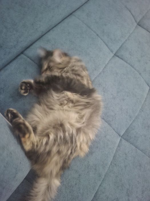 Отдам бесплатно кошку