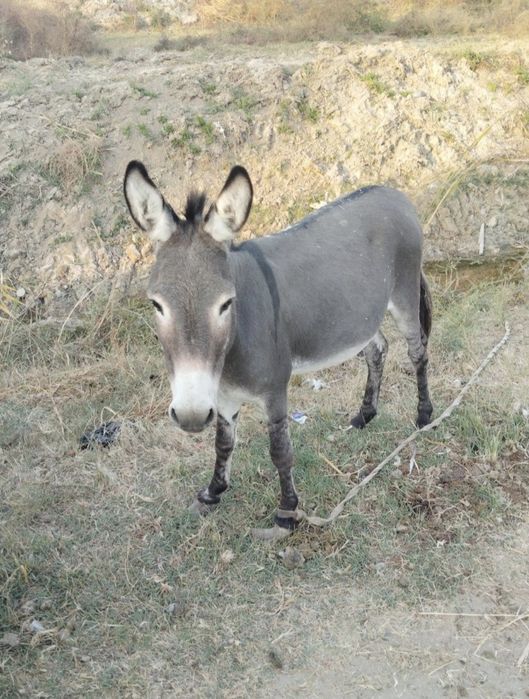 Эшшак Сотилади$$