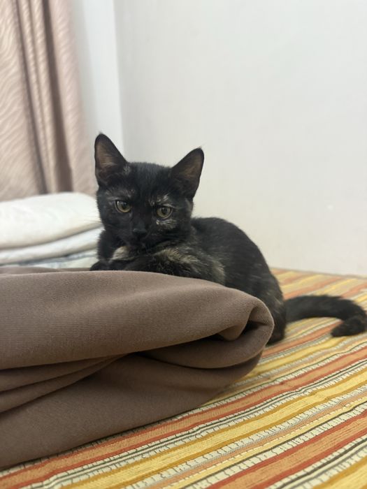 Отдам котенка в добрые руки бесплатно