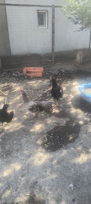 Vând  cocosi australorp de 5 luni  50 lei bucata la 18 km de Slatina