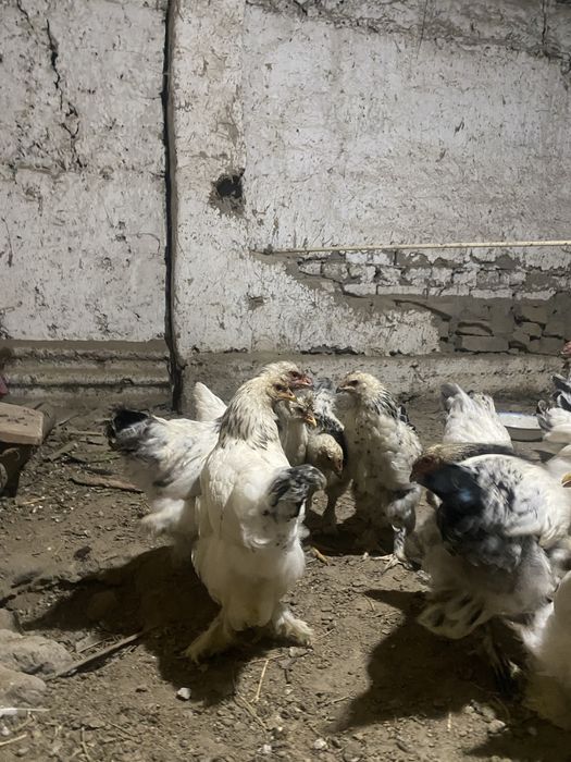 5 oylik jojalar broler. 000