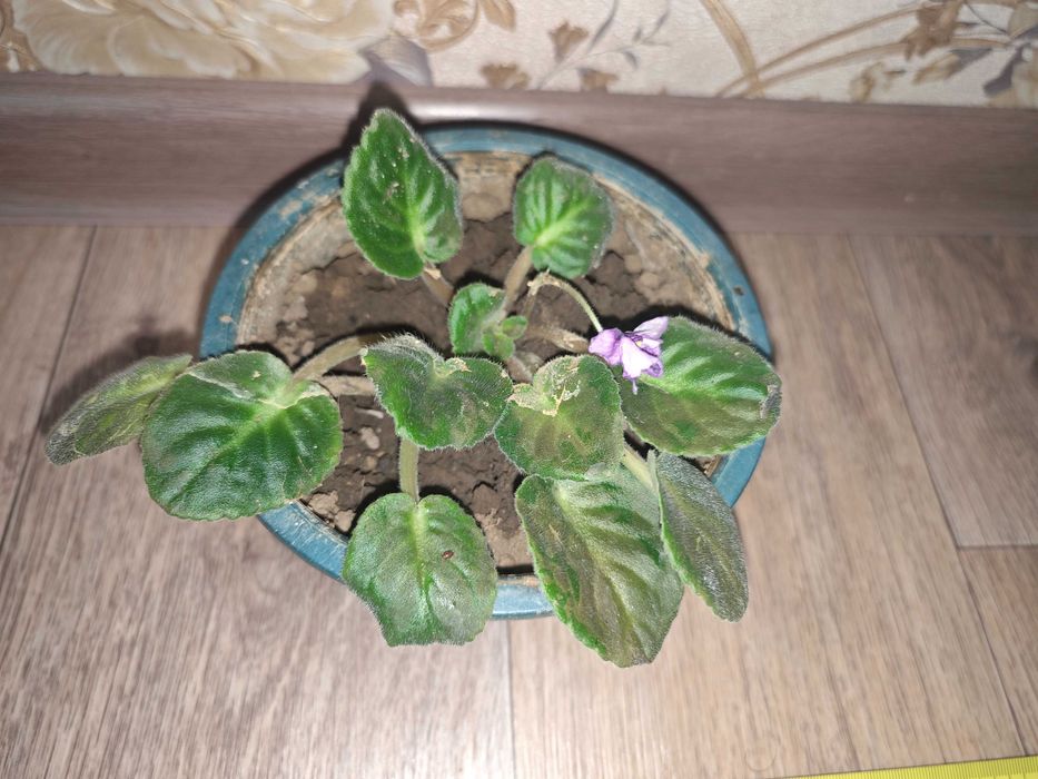 Фиалка фиалки станция метро Москва