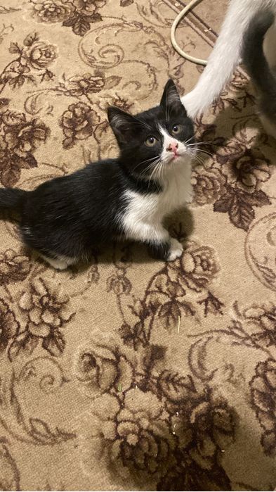 Котенок мальчик шустрый