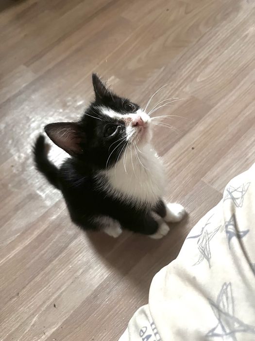 Отдам котиков в хорошие руки