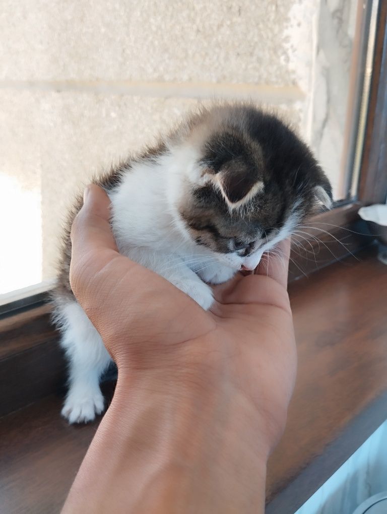 Шотландский вислоухий котёнок