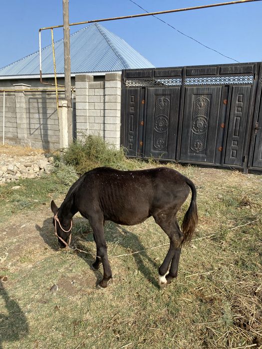 Жабагы сатылады ургашы ….