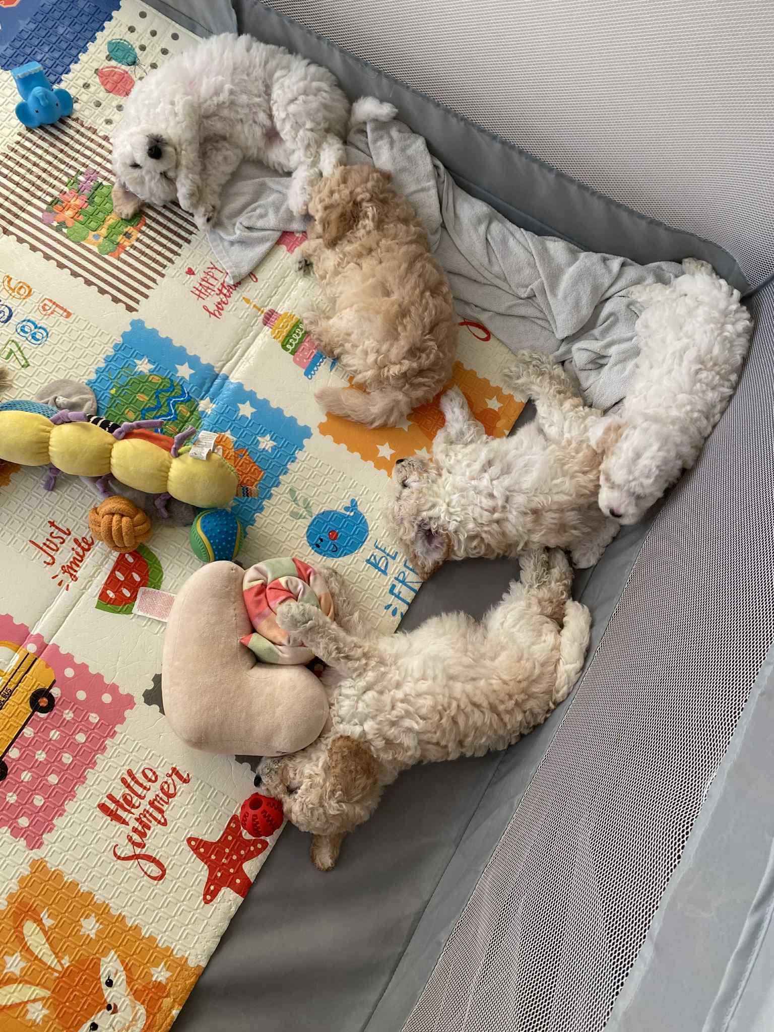 Мини пудел/Mini puddle