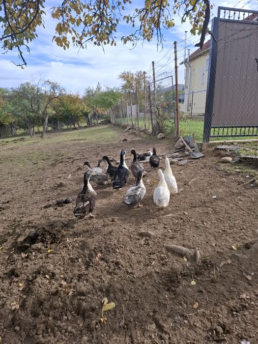 Vand rătoi romanesti