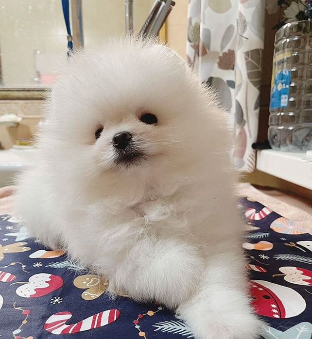 плюшевый миша Померанский шпиц