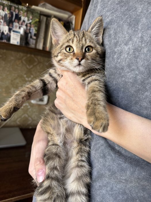 Ласковый котенок в добрые руки
