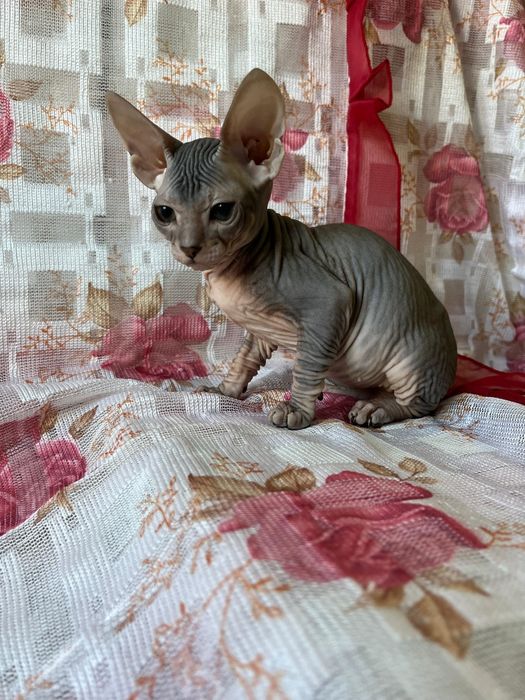 Донской сфинкс. Котята.