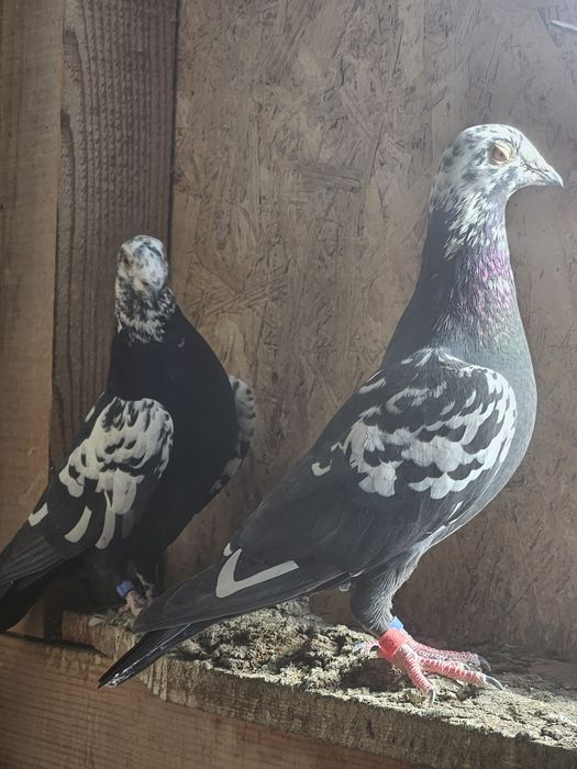 Porumbei voiajori ornament,carunculati, nu răspund  la mesaje