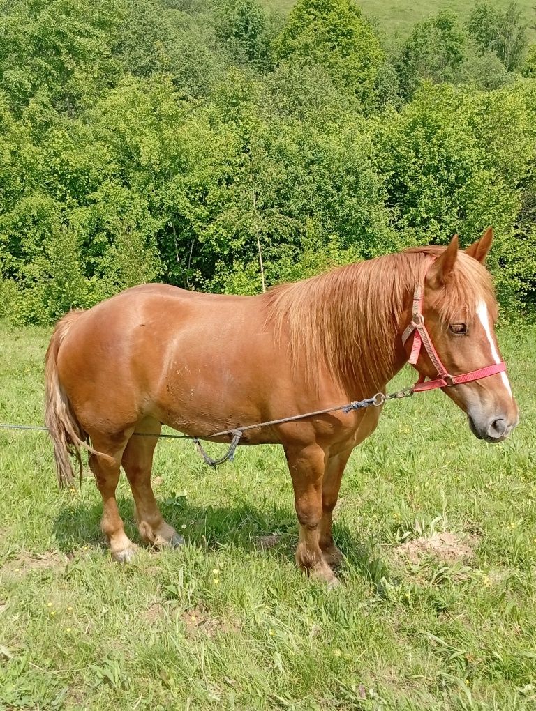 Noatin de vânzare