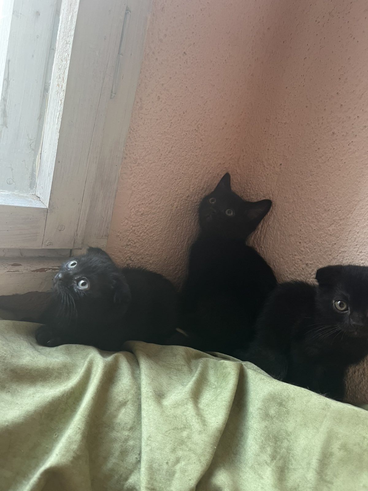 Шотландска правоуха клупоуха котка
