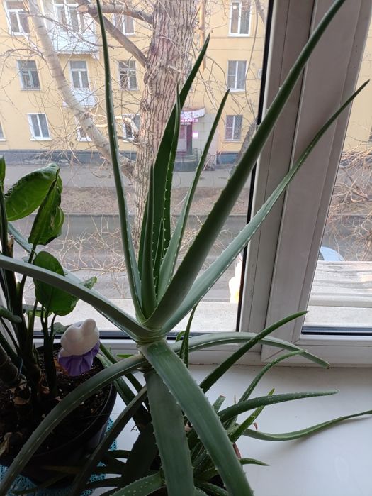 Отдам алое комнатный цветок