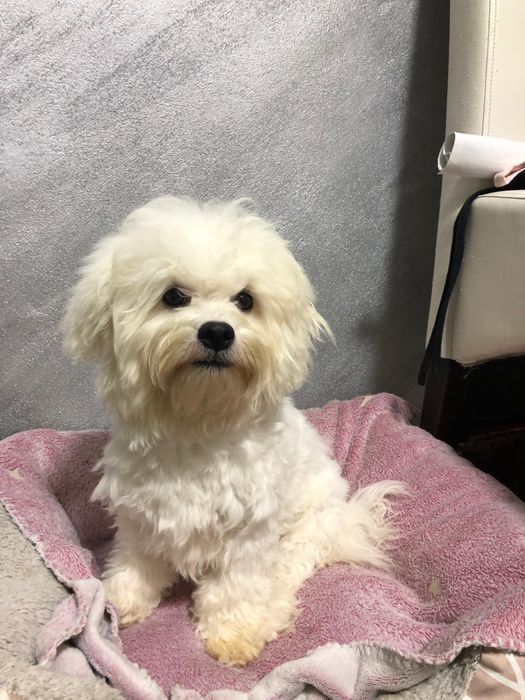 Bichon Maltez – 7 luni – Vaccinat complet, microcipat, hipoalergenic