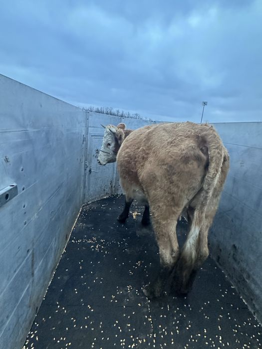 Vand o vaca baltata pe rosu!!