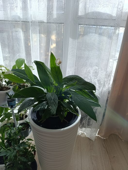 Женское счастье -цветы любви и благополучия