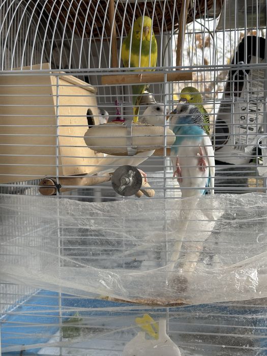 Pui de papagal perusi de vănzare 2025