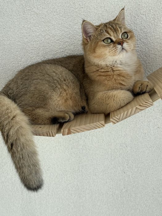 British shorthair golden