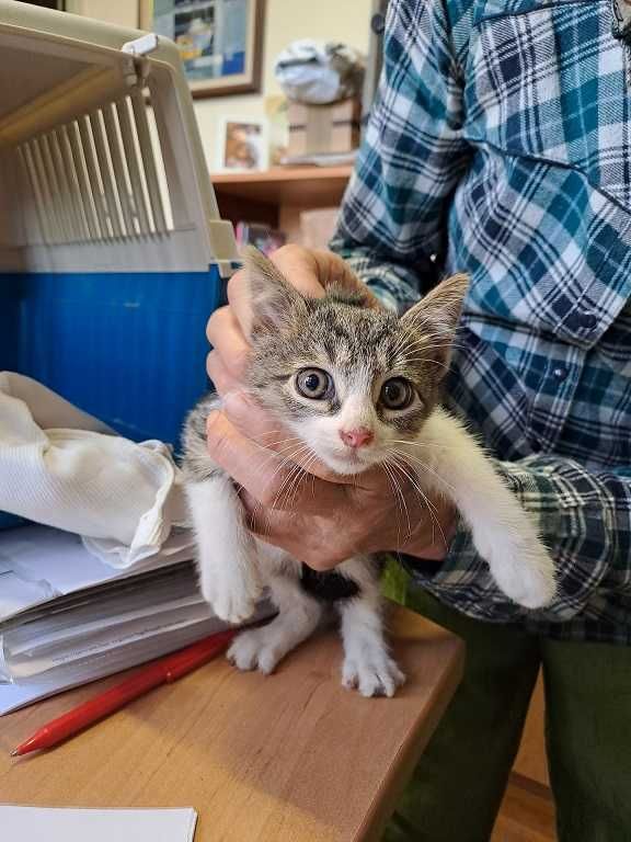 Котета на 1 мес. в София
