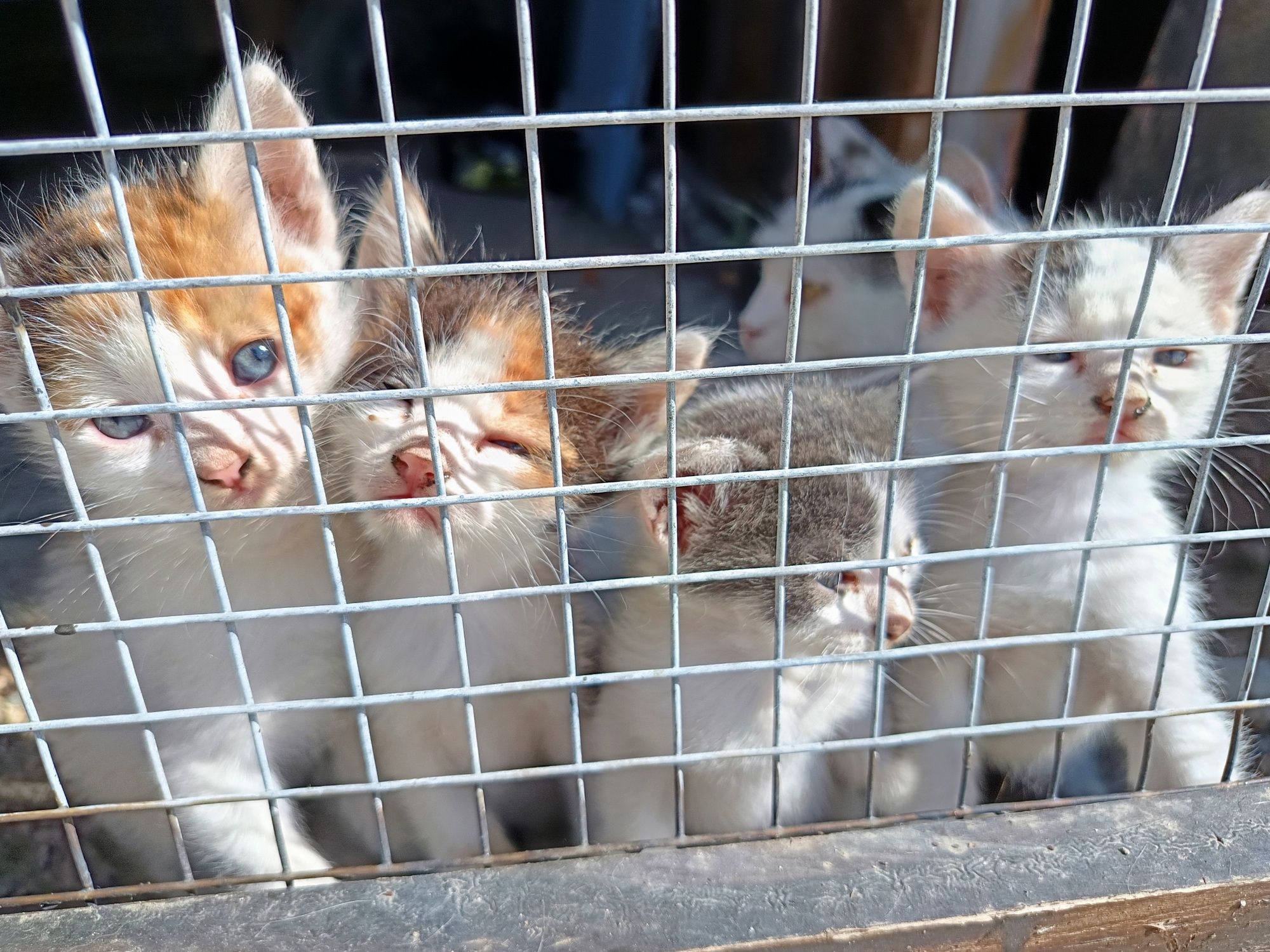 Подарявам котета