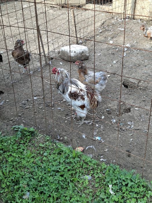 Cocoși tineri Araucana