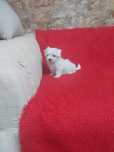 Pui catel Bichon Maltese